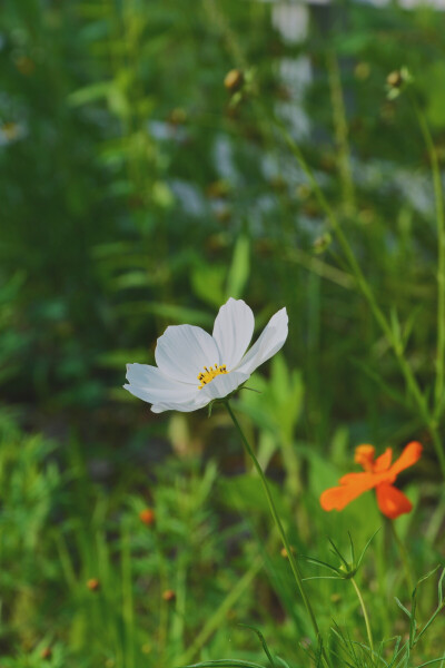 格桑花