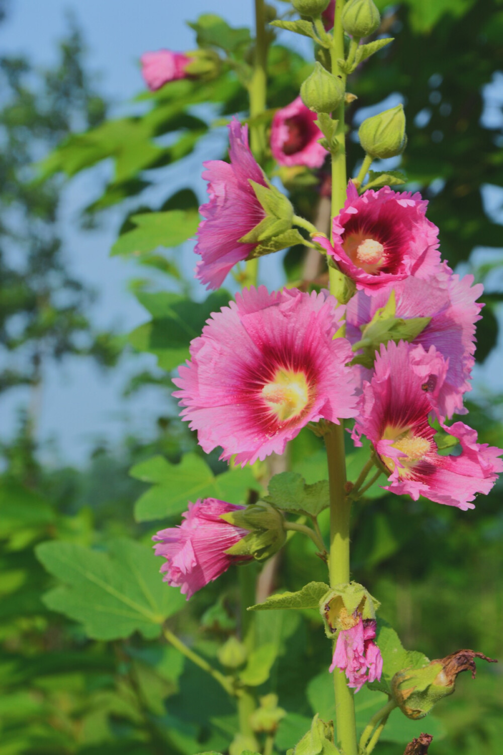 听说叫芙蓉花，真美的名字