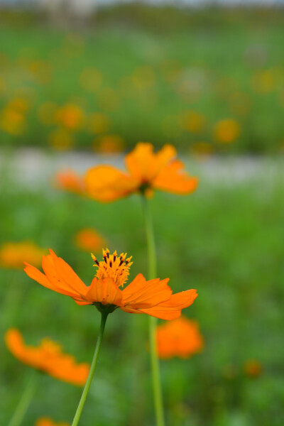 波斯菊