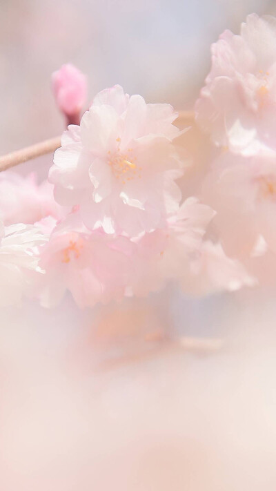 粉嫩背景 做屏保桃花朵朵开