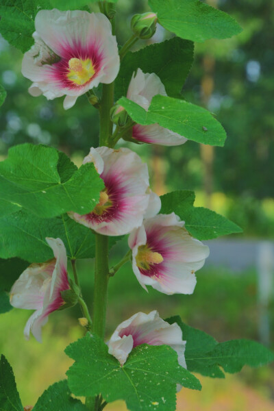 蜀葵，又叫一丈红、熟季花、戎葵、吴葵、卫足葵、胡葵、斗蓬花、秫秸花，是锦葵科、蜀葵属的多年生草本花卉。由于它原产于中国四川，故名曰蜀葵。又因其可达丈许，花多为红色，故名一丈红。