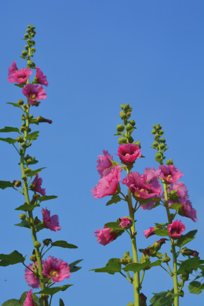 蜀葵，又叫一丈红、熟季花、戎葵、吴葵、卫足葵、胡葵、斗蓬花、秫秸花，是锦葵科、蜀葵属的多年生草本花卉。由于它原产于中国四川，故名曰蜀葵。又因其可达丈许，花多为红色，故名一丈红。