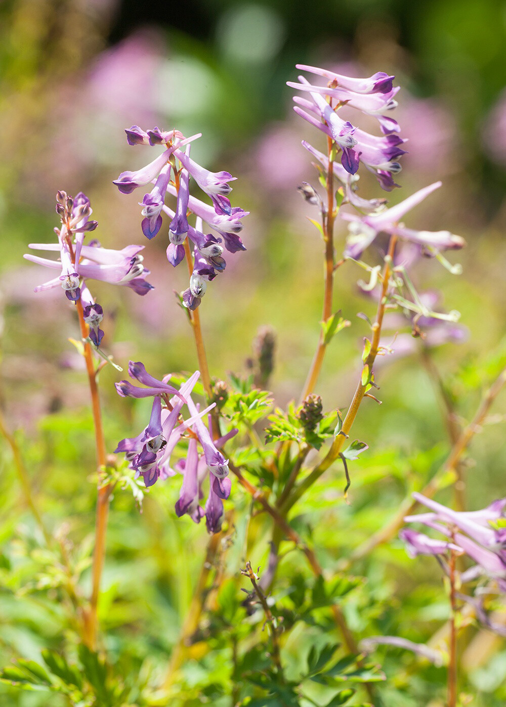 Corydalis 'Blackberry Wine' “黑莓酒”紫堇，紫堇科紫堇属。