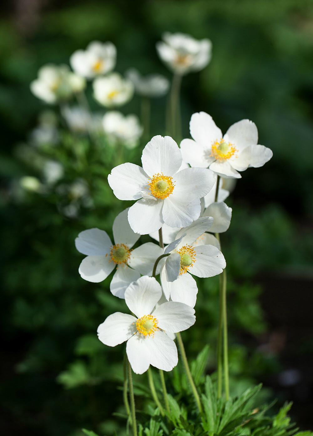 Anemone sylvestris 大花银莲花，毛茛科银莲花属。