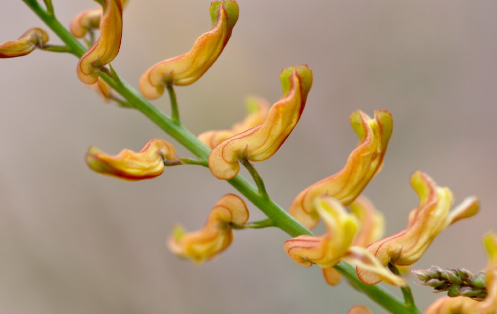 Corydalis adunca 灰绿黄堇，紫堇科紫堇属。