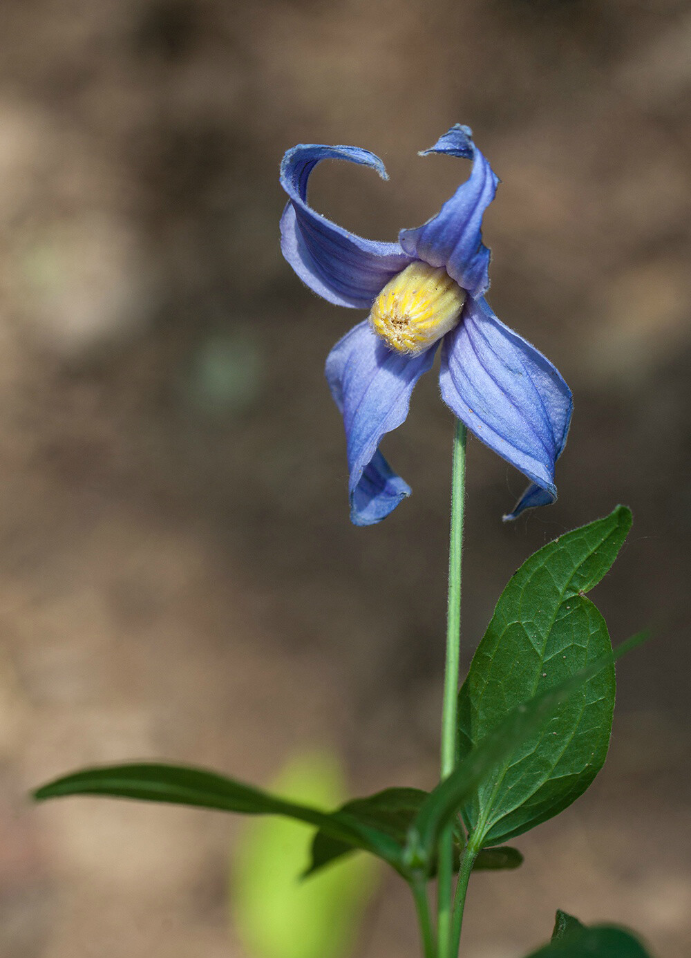 Clematis integrifolia 全缘铁线莲，毛茛科铁线莲属。