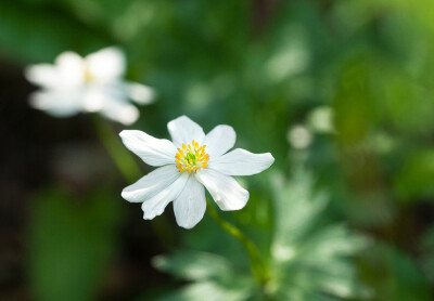 Anemone cathayensis 银莲花，毛茛科银莲花属。