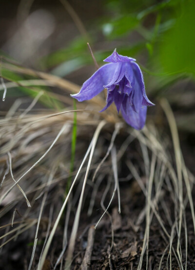 Clematis macropetala 长瓣铁线莲，毛茛科铁线莲属。