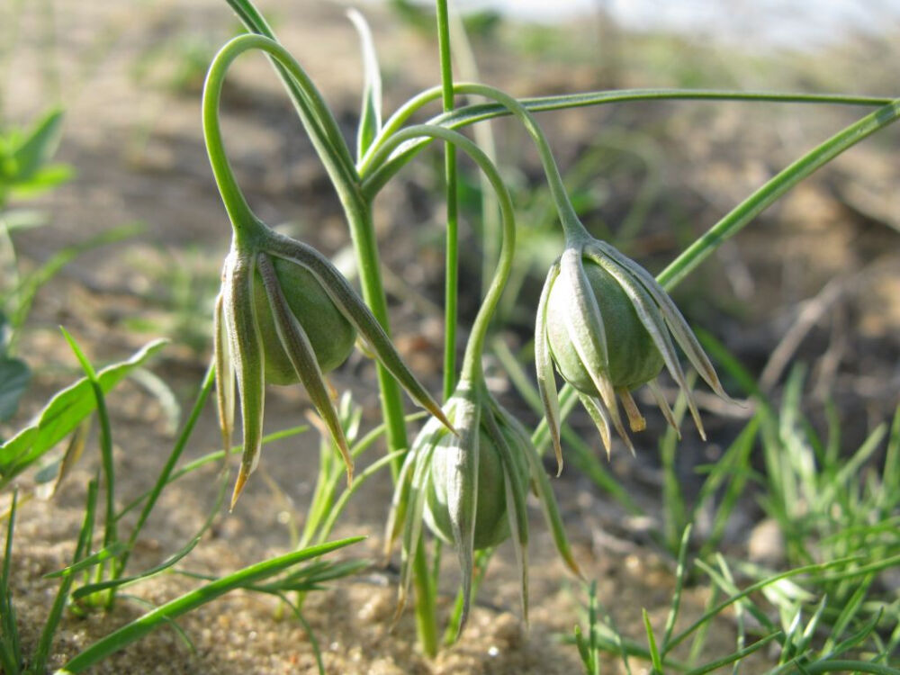 Gagea filiformis 林生顶冰花，顶冰花属。