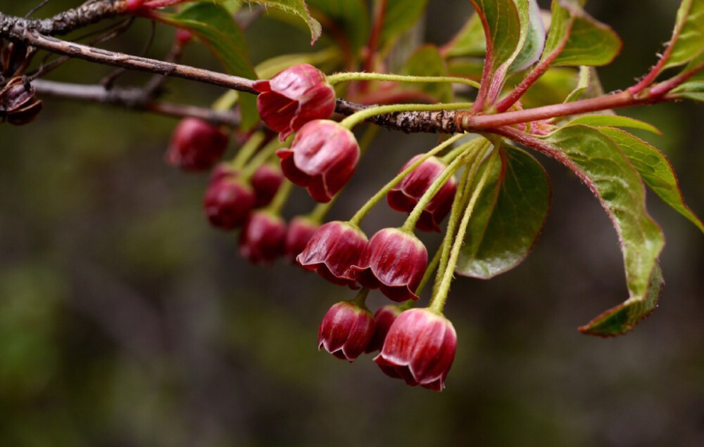 Enkianthus deflexus 毛叶吊钟花，杜鹃花科吊钟花属。