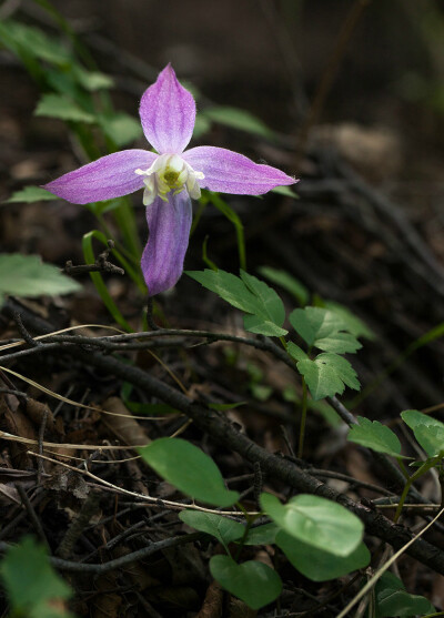 Clematis sibirica var. ochotensis 半钟铁线莲，毛茛科铁线莲属。