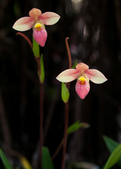 Phragmipedium 'Hanne Popow'，长翼兰属。