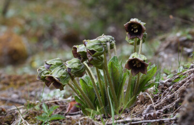 Mandragora caulescens 茄参，茄科茄参属。