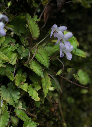 Viola mucronulifera 小尖堇菜，堇菜科堇菜属。
