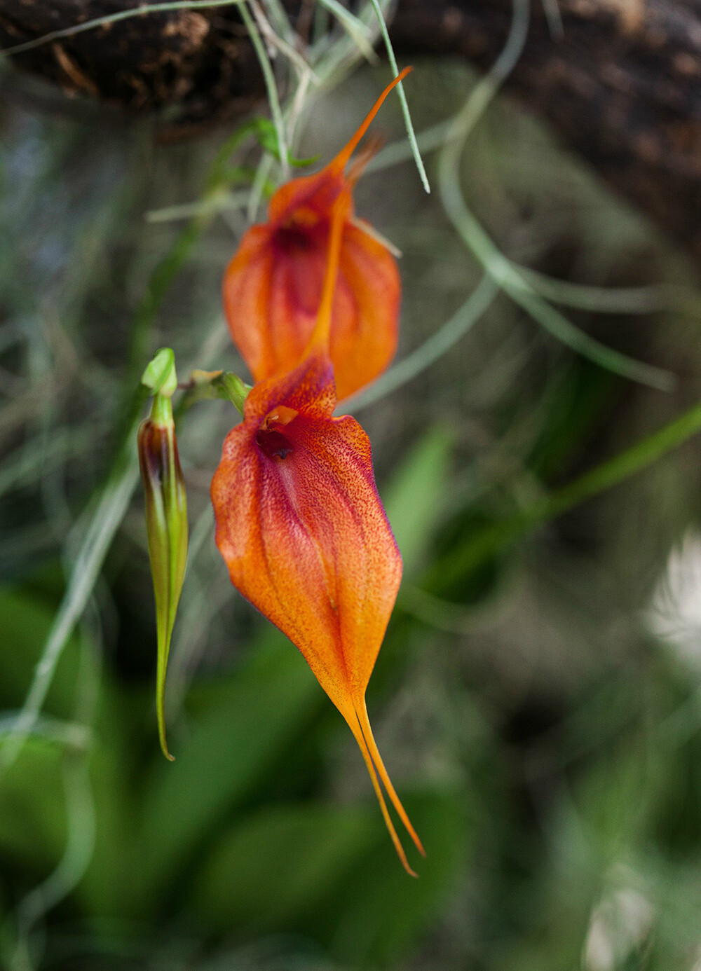 Masdevallia 'Elizabeth Yanza' ，尾萼兰属。