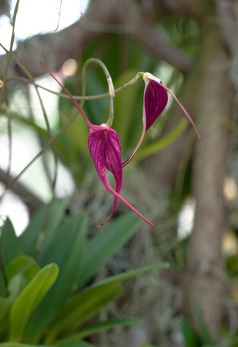 Masdevallia 'Machu Picchu' ，尾萼兰属。