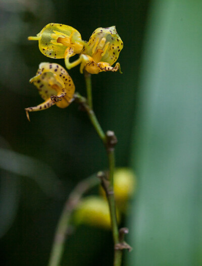 Masdevallia polysticta 'Yellow' ，尾萼兰属。