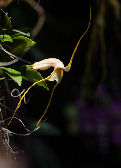 Masdevallia reichenbachiana ，尾萼兰属。