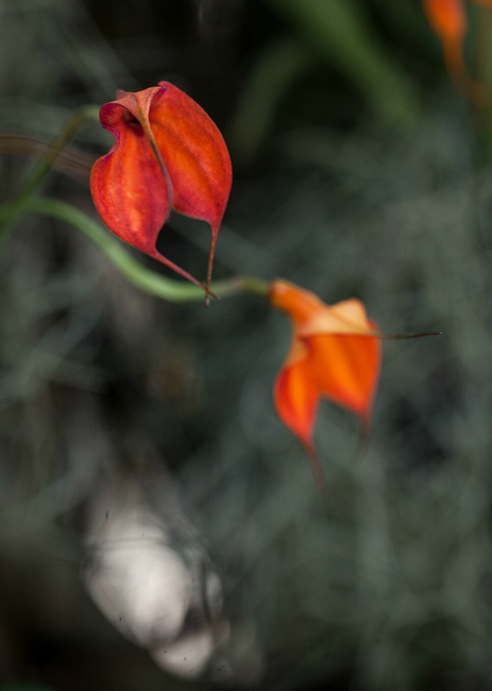 Masdevallia welischii × Masdevallia 'Highland Fling' ，尾萼兰属。