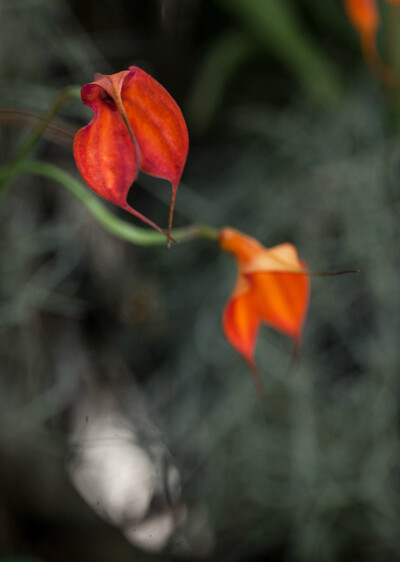 Masdevallia welischii × Masdevallia 'Highland Fling' ，尾萼兰属。