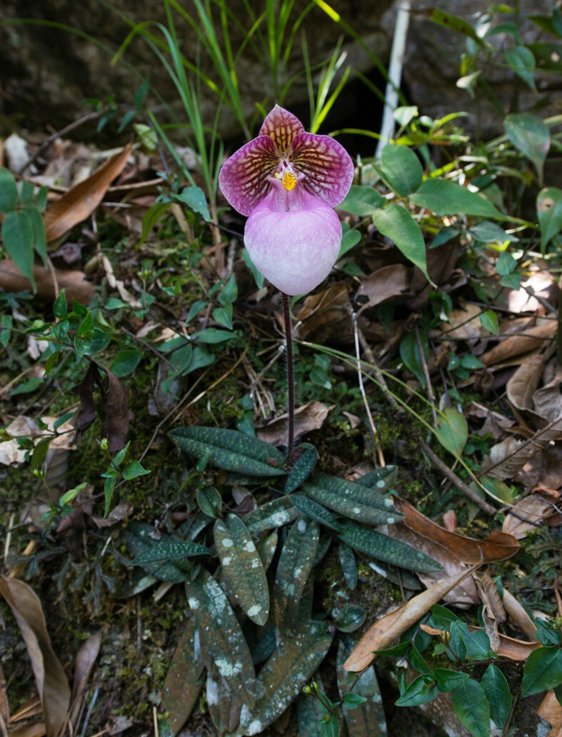 Paphiopedilum micranthum 硬叶兜兰，兜兰属。