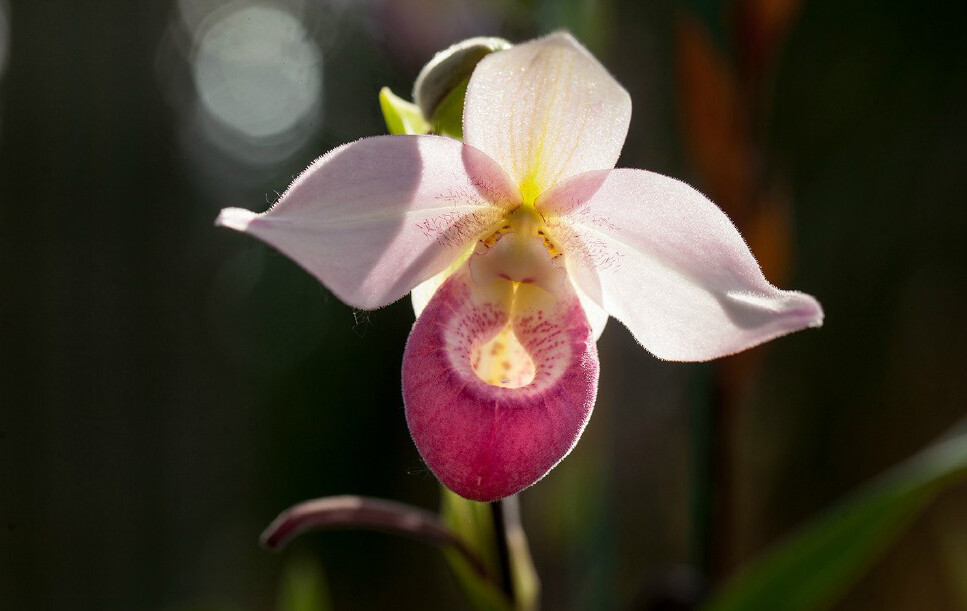 Phragmipedium 'Cardimale' ，长翼兰属。