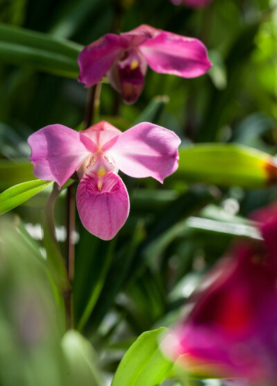 Phragmipedium 'Eumelia Arias'，长翼兰属。