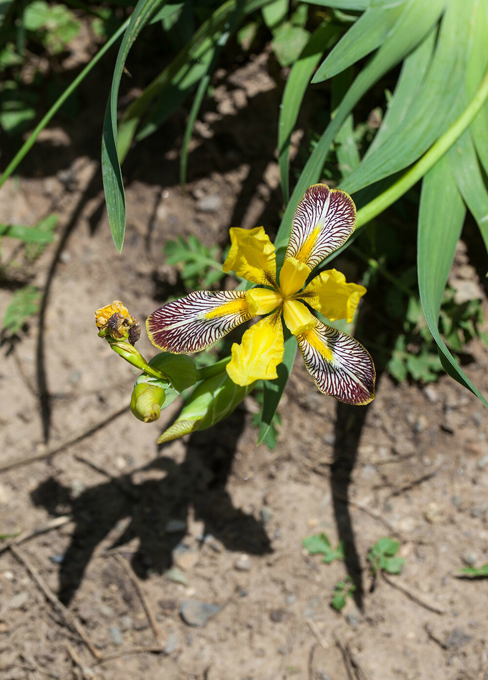 Iris variegata 匈牙利鸢尾，鸢尾属。