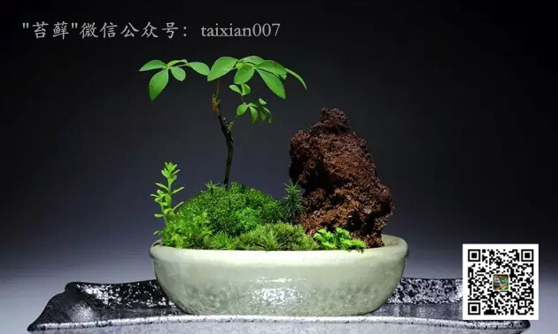 创意苔藓盆栽美图