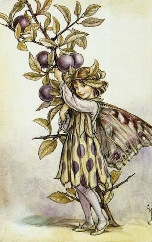 Cicely Mary Barker的精灵小花仙。