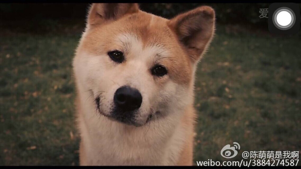 忠犬八公