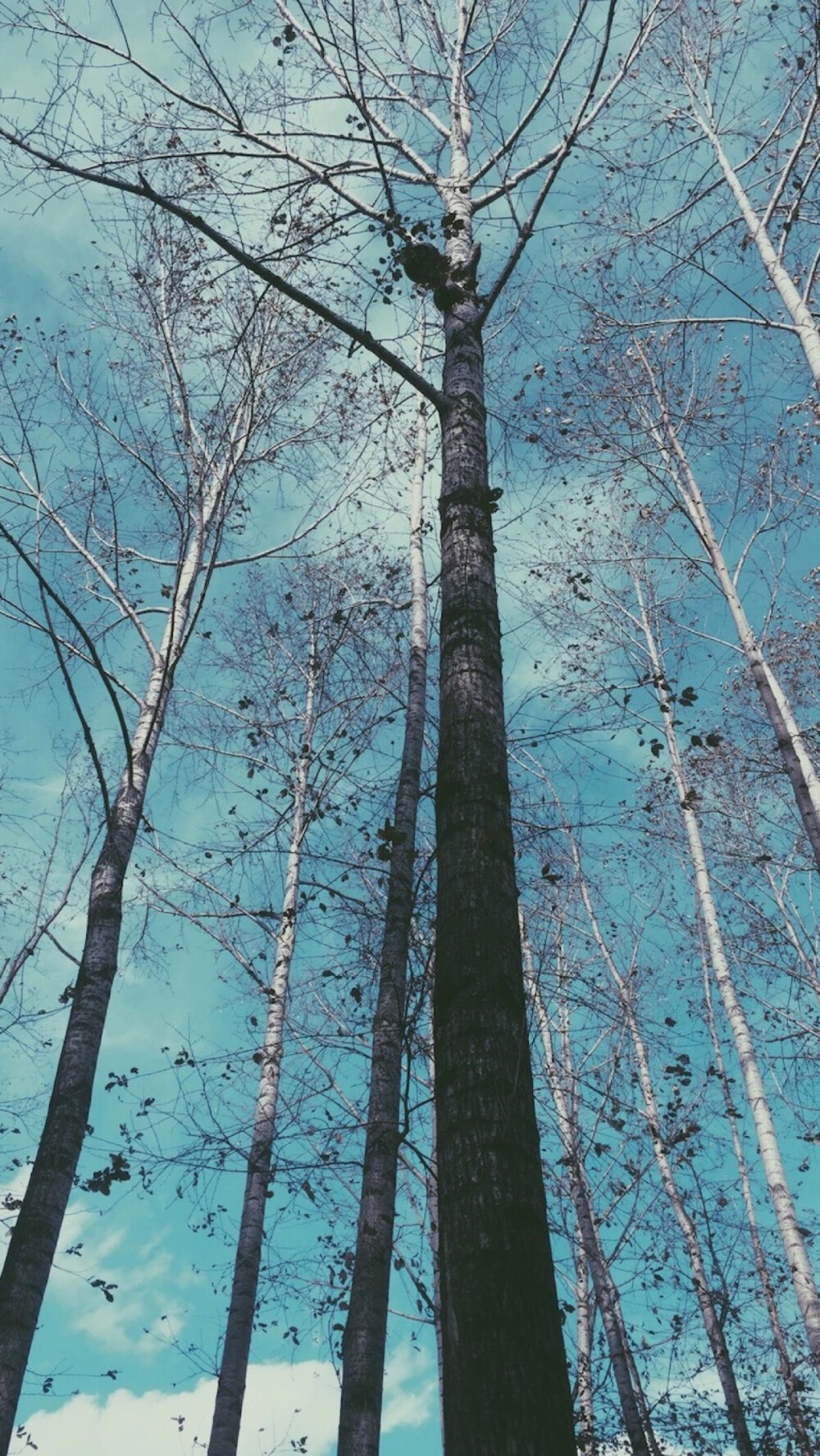 「遺失的心跳」——綜合壁紙