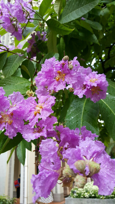 小区里全是这样的花，却不知道花名