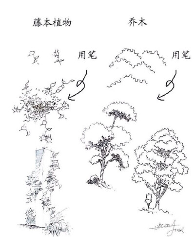 藤本植物，钢笔画