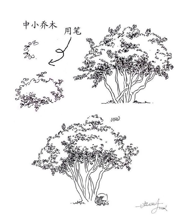 中小乔木，钢笔画