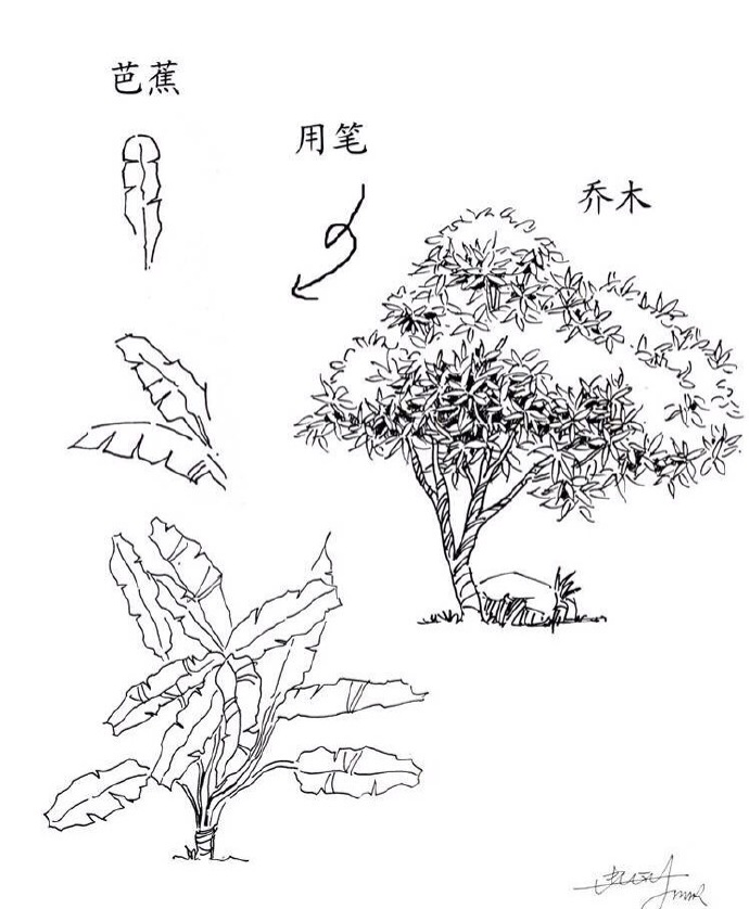 芭蕉，乔木，钢笔画