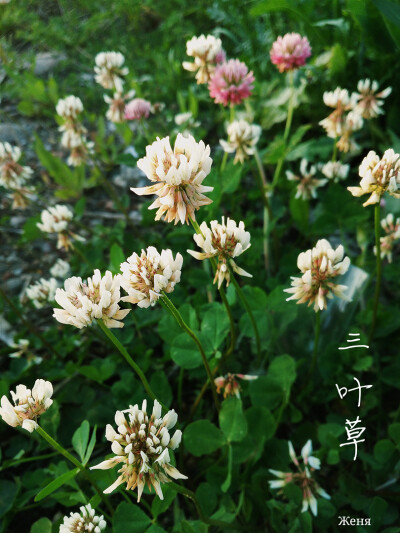夏天的三叶草