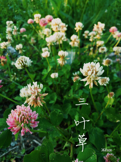 夏天，三叶草