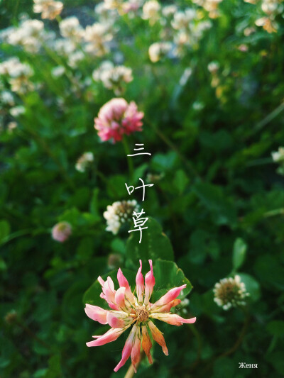 夏天，三叶草