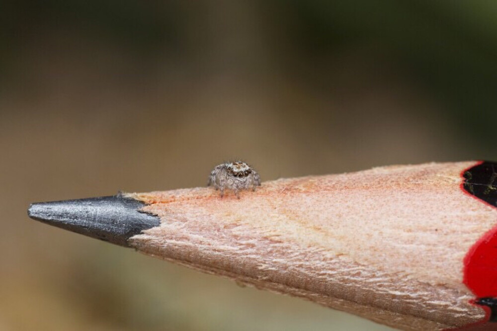 June,7,2016 澳大利亚科学家发现的新品种孔雀蜘蛛。