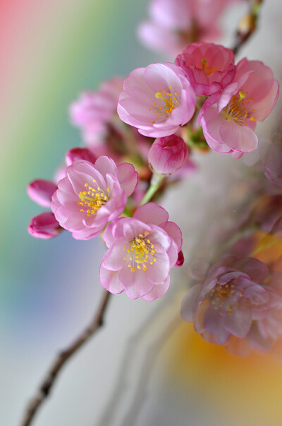 ✯ 花花世界【植物】 ✯