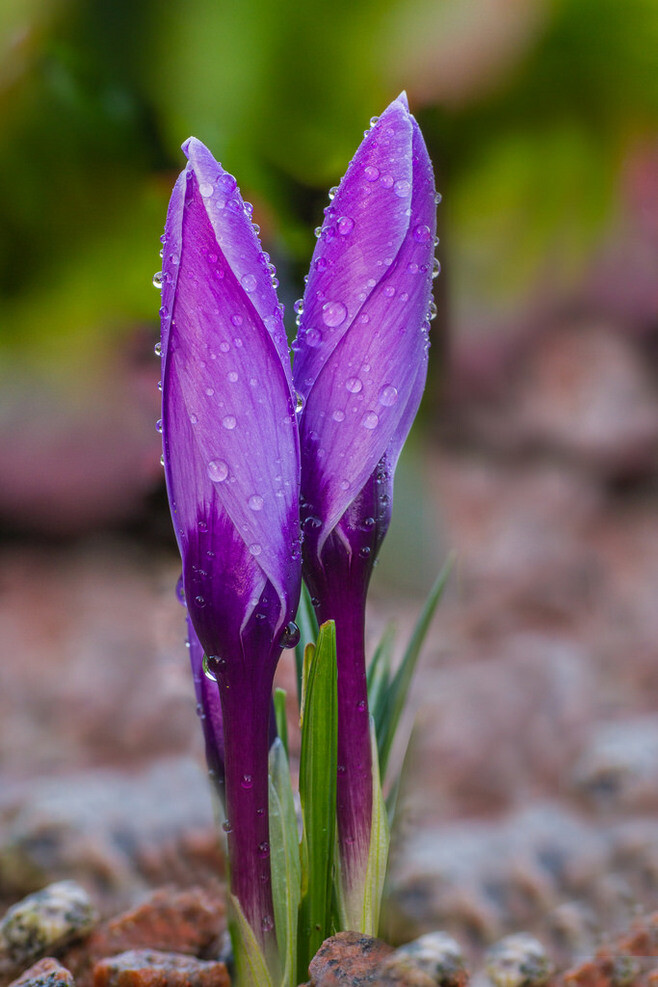 藏红花