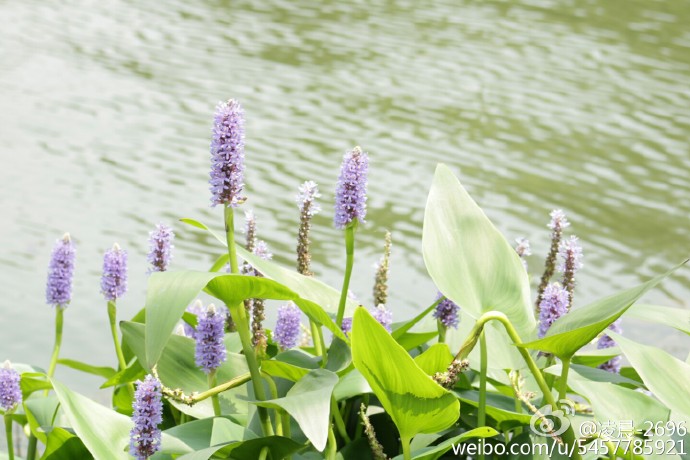 梭鱼草（海寿花），美丽的水生植物