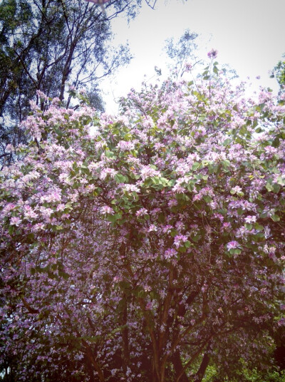 开满花的紫荆