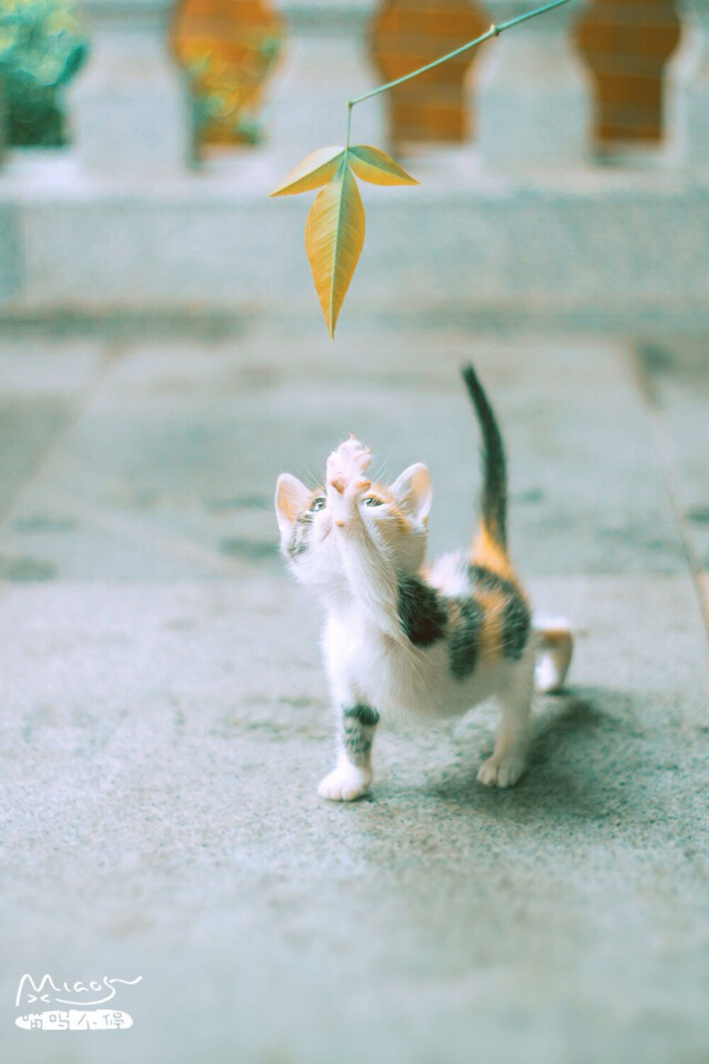 嘛嘛 我要长高高 - 堆糖,美图壁纸兴趣社区