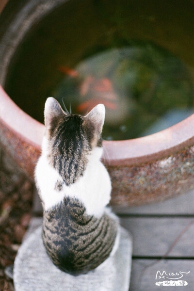 我想像司马光一样救baby嘛