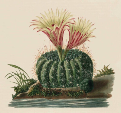 Charles Antoine Lemaire（1800-1871），法国植物学家和植物绘图作者