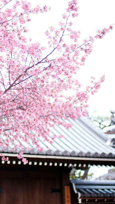 待落花时节，我陪你赏樱花如雪