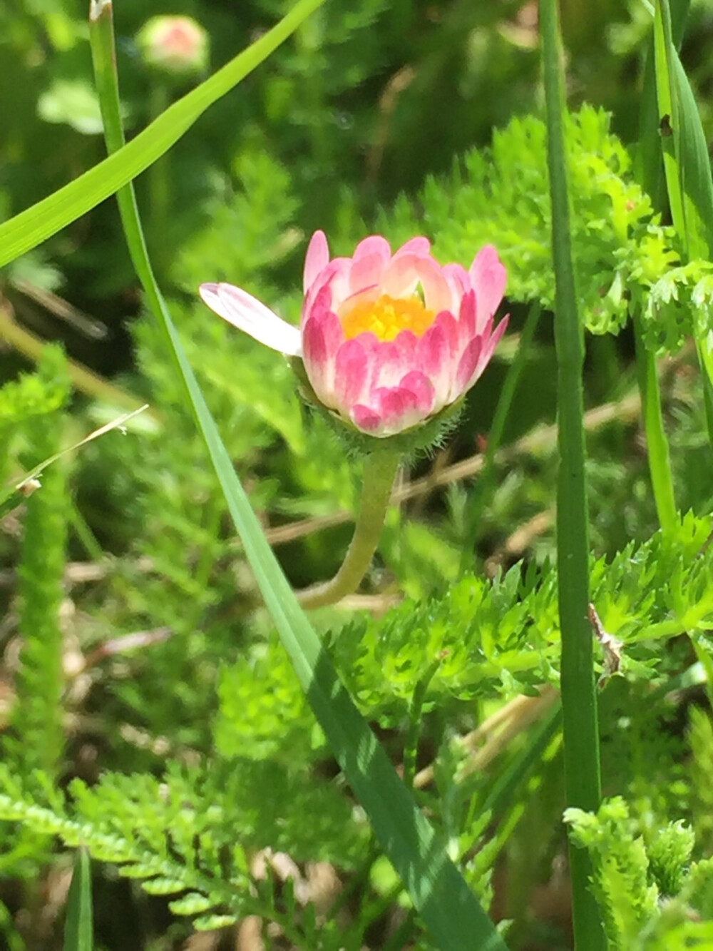 花花草草