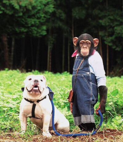 小庞和詹姆斯 大家可以去看它们的综艺节目 狗狗猩猩大冒险 很搞笑 动物 可爱